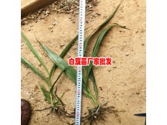 2018三叉白芨苗_三叉白芨苗價格- 三叉白芨苗批發圖2