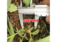 2018三叉白芨苗_三叉白芨苗價格- 三叉白芨苗批發圖3