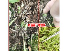 1畝產鮮白芨能產多少?-市場上鮮白芨價格在多少?圖2