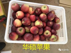 彌勒市哪里有昭通蘋(píng)果|昭通果業(yè)基地|13887043679圖2