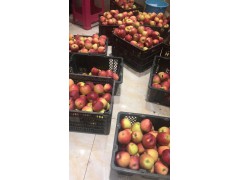 金平縣哪里有昭通蘋果|昭通果業(yè)基地|13887043679圖3