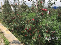 仁懷市哪里有昭通蘋果|昭通果業基地|圖3