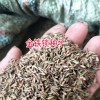 金鐵鎖籽價格_ 金鐵鎖現(xiàn)價格