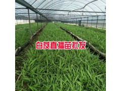 哪有白芨種苗出售?_白芨小苗多少錢？圖3