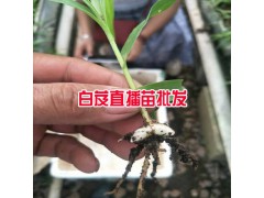 哪里有20-30cm三叉白芨苗_產地云南白芨種苗圖2