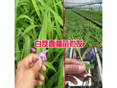 哪里有20-30cm三叉白芨苗_產地云南白芨種苗圖3
