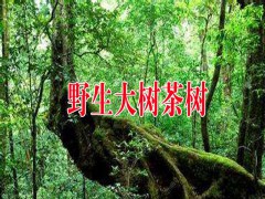 大樹茶苗什么時(shí)期種植較好?圖3