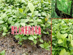 大樹茶苗什么時(shí)期種植較好?圖2