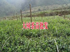 云南較好的茶苗_云南永德大樹(shù)茶葉苗育苗生產(chǎn)廠家圖1