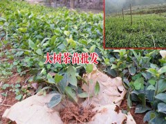 云南大樹茶葉苗_云南大樹茶葉苗、云南西雙版納茶葉苗圖2