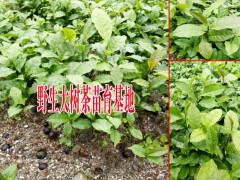 云南大樹茶葉苗_云南大樹茶葉苗、云南西雙版納茶葉苗圖3