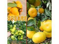 2018云南/貴州/廣西柑桔價格是多少?圖2