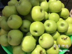 蓬溪縣哪里有昭通蘋果|昭通果業基地|13887043679圖3