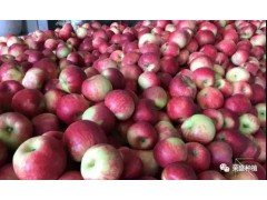 江安縣哪里有昭通蘋果|昭通果業基地|13887043679圖3