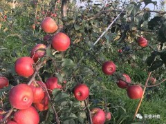 興文縣哪里有昭通蘋果|昭通果業基地|13887043679圖3