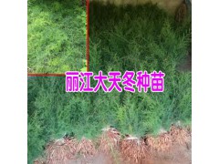 天冬苗正在批發銷售圖1