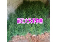 今日天門冬,天冬草,明天冬小苗多少錢一株?圖1