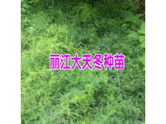 今日天門冬,天冬草,明天冬小苗多少錢一株?圖2
