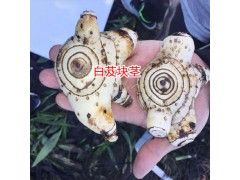白芨圖片_白芨栽培技術_白芨種植技術圖3