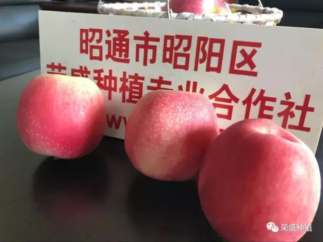 天津市哪里有昭通蘋果|昭通果業基地|13887043679
