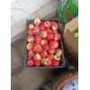 廈門市哪里有昭通蘋果|昭通果業基地|13887043679