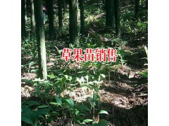 草果種植什么時候適時移栽?_尋生態草果種植合作圖1