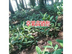 草果幾年能開花結(jié)果?_花期幾個(gè)月圖3