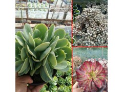 多肉蒂亞多肉植物怎么養?-18788196071圖3