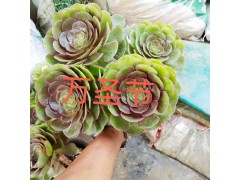 昆明花卉批發市場多肉-2018多肉市場的變化圖3