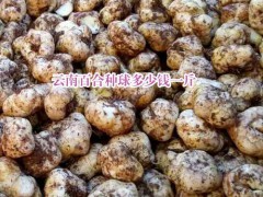云南食用百合批發價格_云南的藥用百合圖1