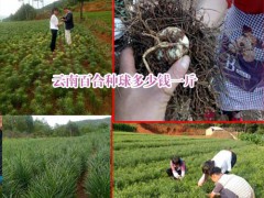 云南食用百合種球栽種時間_云南宣威市百合種植專業(yè)合作社圖2