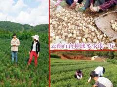 云南食用百合種球栽種時間_云南宣威市百合種植專業(yè)合作社圖3