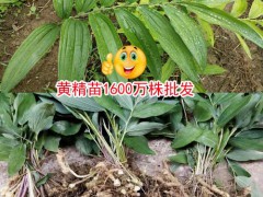 黃精苗價格_黃精苗子價格圖1