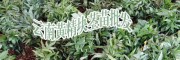黃精苗多少錢(qián)?_普洱黃精，重樓種苗