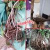 1畝能產多少重樓種子_云南重樓苗出售-