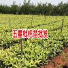白果苗，葡萄苗，九葉青花椒苗價格_蒙自市紅艷苗圃