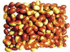金絲小棗四號(hào)供應(yīng)信息圖2