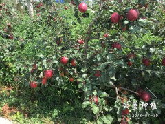 衡水市哪里有昭通蘋果|昭通果業基地|13887043679圖3