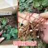 重樓苗多少錢一株?