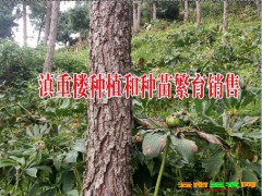 巨莖白芨藥廠給收？云南大理巨莖白芨出售信息圖2