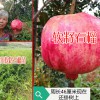 軟籽石榴主要是產(chǎn)自哪里呢?軟籽石榴多少錢(qián)一斤呢?