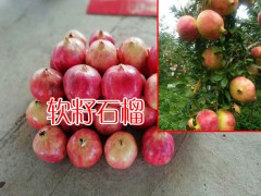 什么是軟籽石榴呢_軟籽石榴價格多少?軟籽石榴果大1100克圖2