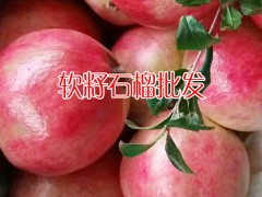云南軟籽石榴_云南軟籽石榴批發_軟籽石榴報價圖3