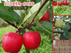蘋果什么時(shí)候吃好?-云南野蘋果圖3
