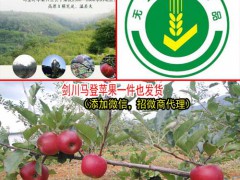 云南野蘋果_“智慧果”、“記憶果”營養價值圖2