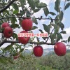 野蘋果有什么功效與作用？