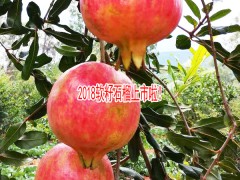 2018云南突尼斯軟籽石榴_正趕上中秋節上市圖2