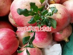 云南蒙自軟籽石榴&軟籽石榴跟硬籽的區別圖2