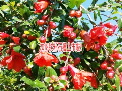 云南蒙自軟籽石榴&軟籽石榴跟硬籽的區別圖3