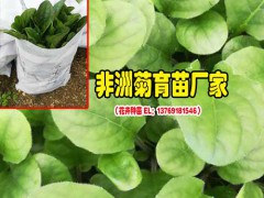 2018花卉苗批發_觀賞菊花苗批發價格_卉苗價格圖3